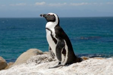 Punta Arenas Penguin Reserve cruise excursion